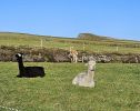 PICTURES/Ring of Kerry - Cahergall, Ballycarbery Castle & Kerry Cliff/t_20250928_101700.jpg